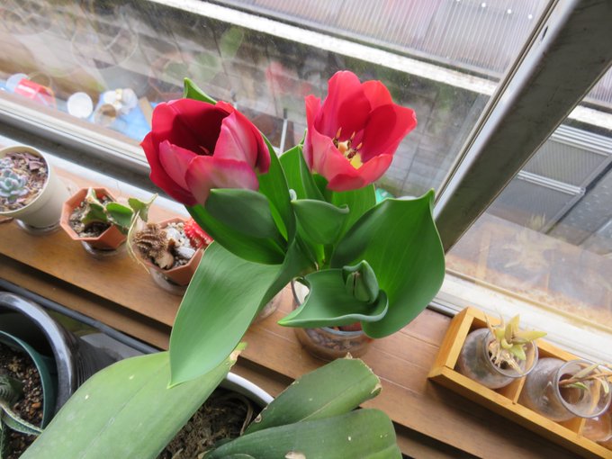 社内で育てていたチューリップ🌷が咲きました！