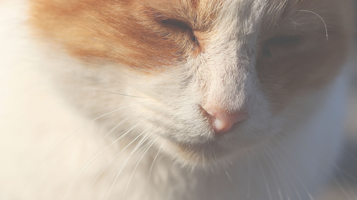 室内飼いの犬・猫がさらされる「床上30～70cmの世界」