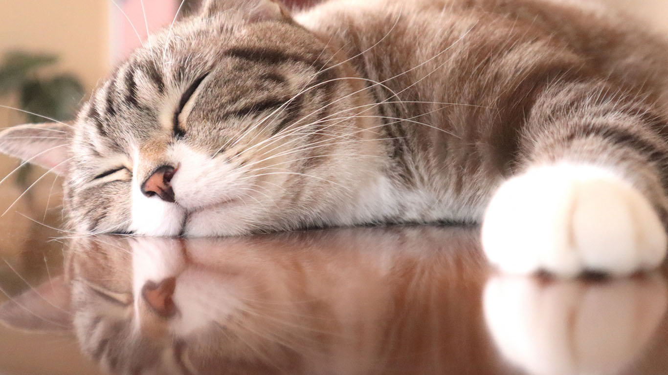 ペットと暮らしている家