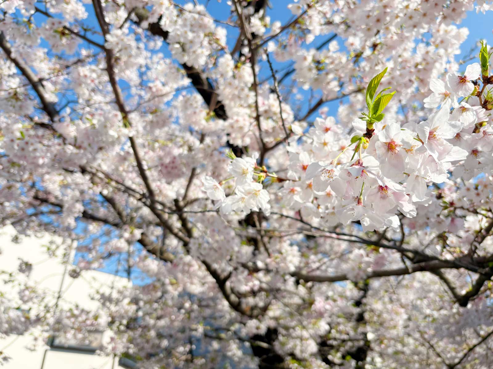 well99の日常 さくら、さく。 ver.7＠2026